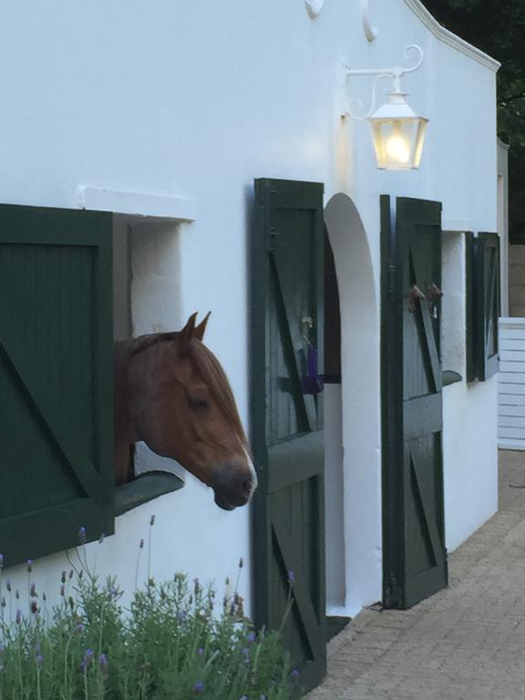 The White Manor Bed and Breakfast Κέιπ Τάουν Εξωτερικό φωτογραφία